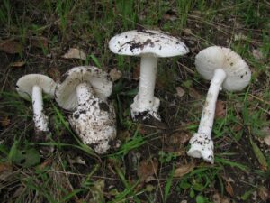 Amanita_ocreata_79782