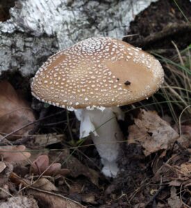 Amanita pantherina (https://upload.wikimedia.org/wikipedia/commons/d/dd/Amanita_pantherina_2013_G1.jpg)