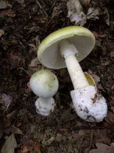 Amanita phalloides (https://it.wikipedia.org/wiki/Amanita_phalloides#/media/File:Amanita_phalloides_1.JPG)