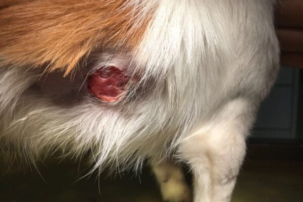 Caso clinico: pannicolite nodulare sterile