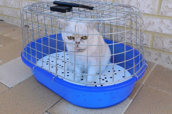 Quando portate il vostro gatto dal veterinario: 10 consigli di viaggio essenziali.
