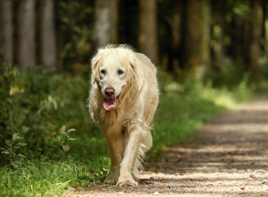 Ho un cane/gatto anziano, con problemi di artrosi, come posso aiutarlo?